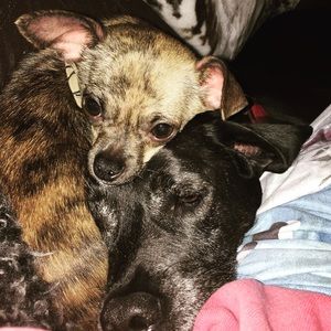 Meet your Posher, Amber